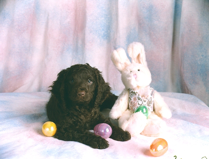 Am.-vesispanieli-Wavecrest-Easter-Pup.jpg